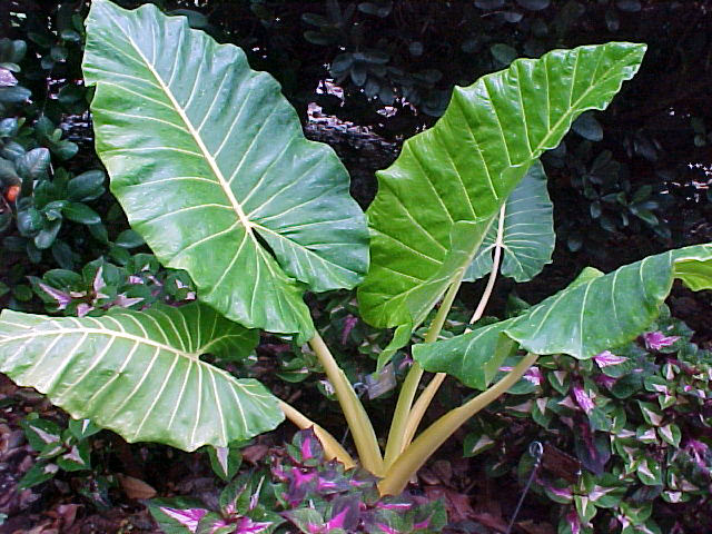 Risultati immagini per alocasia macrorrhiza