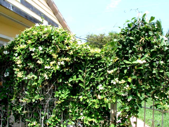 position your Bridal Veil in full sun and let it climb to arch or cover