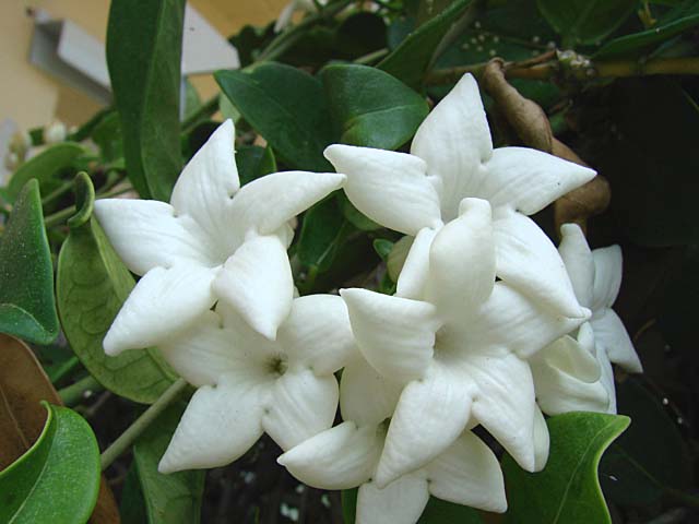 Bridal Veil Vine Madagascar Jasmine Hawaiian Wedding Flower