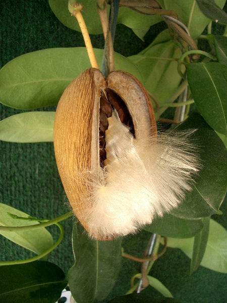 http://www.mgonlinestore.com/BridalVeil/Bridal_Veil08.jpg