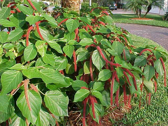 Acalypha Hispida