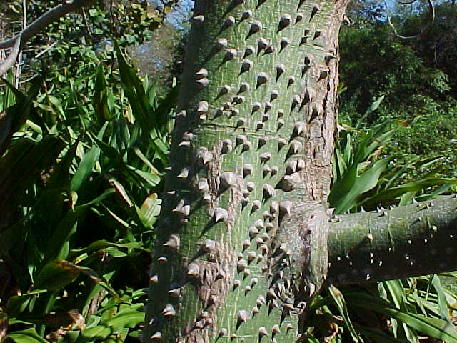 chorisiaspeciosa01.jpg
