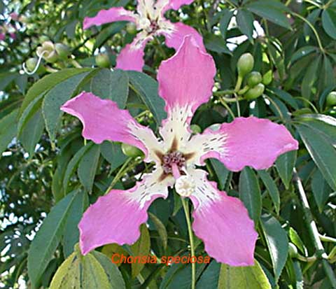 http://www.mgonlinestore.com/Chorisia/chorisiaspeciosa11.jpg