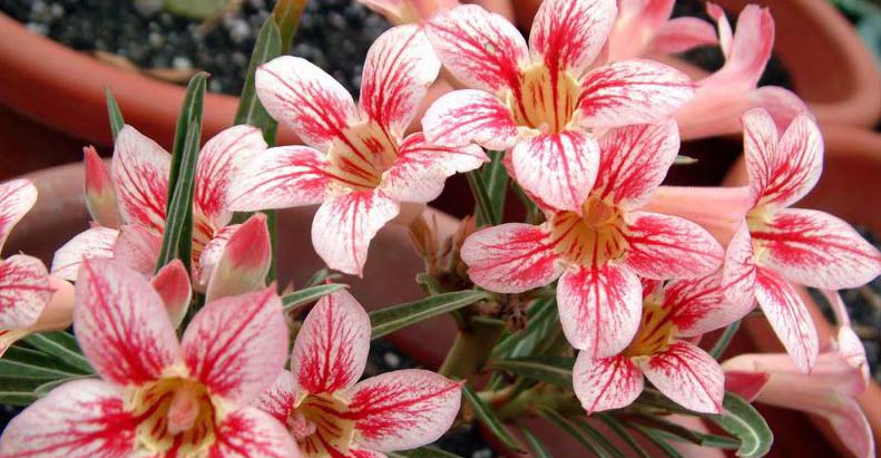 Desert Rose Flower. Flower Language The appearance