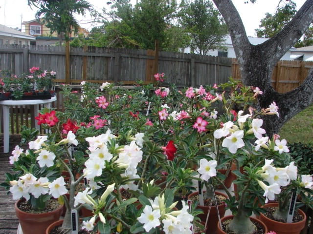 Desert Rose Seeds