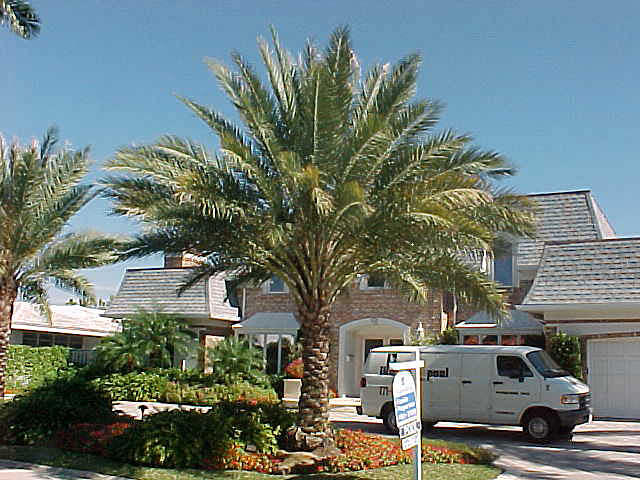 silver date palm tree. True Date Palm