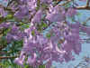 Mighty Jacaranda