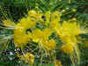 Delicate Dwarf Yellow Poinciana