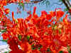 Royal Poinciana Flowers