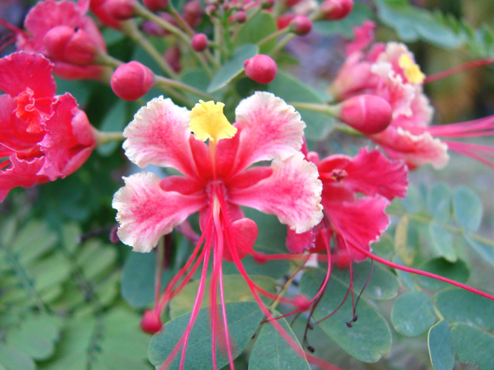  poinciana