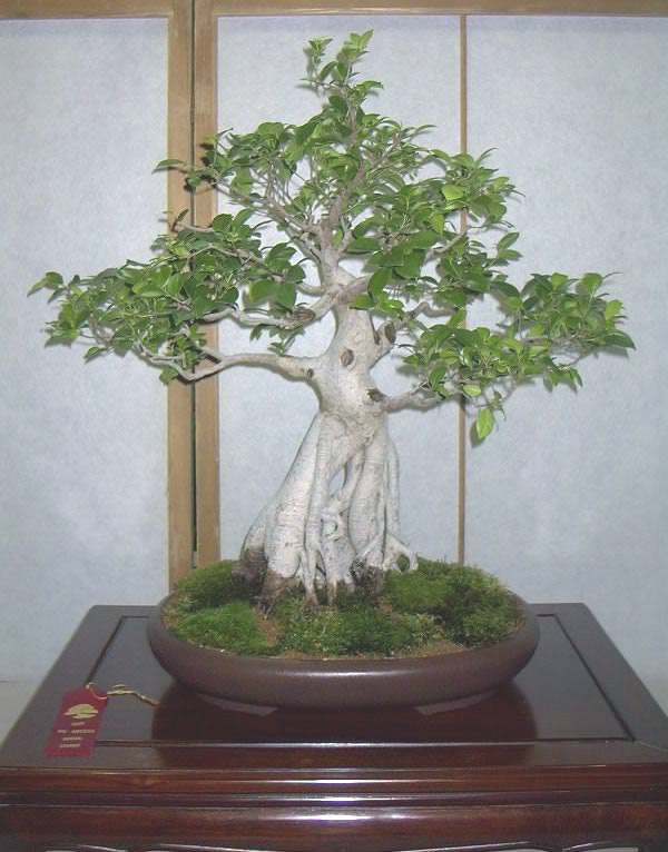 Ficus religiosa бонсай