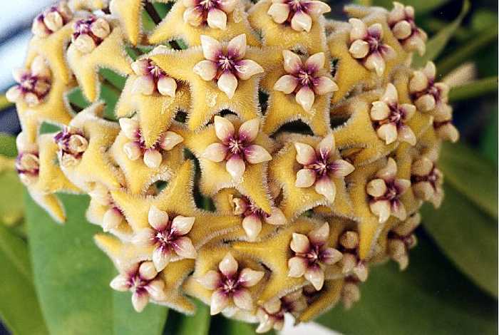 Hoya Vines