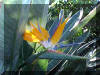 birdofparadiseflower01.jpg (45360 bytes)
