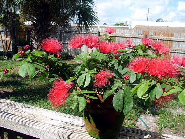 powder_puff_shrub07.jpg