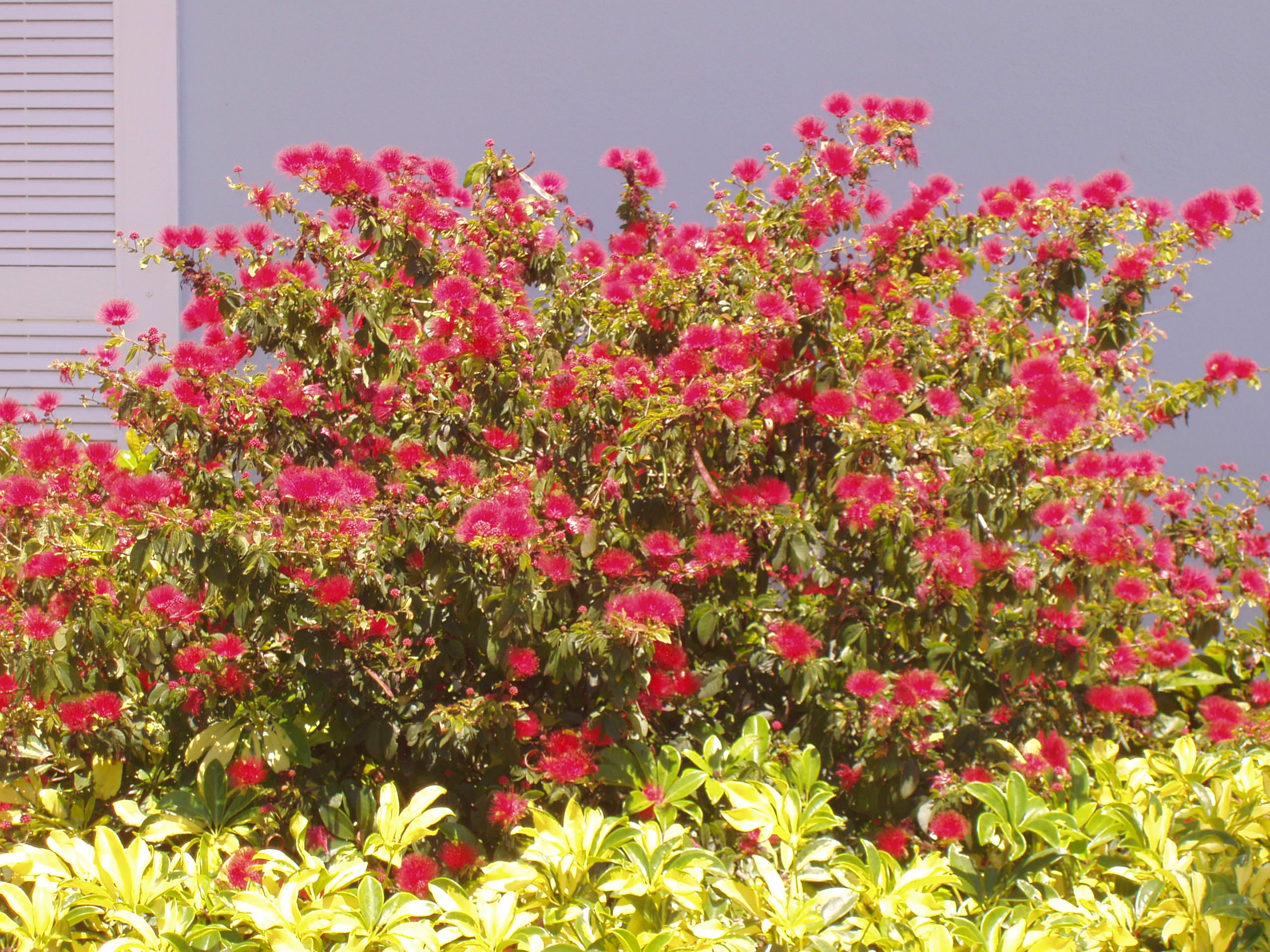 powder puff bush