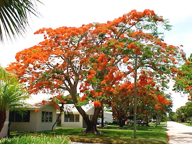  poinciana