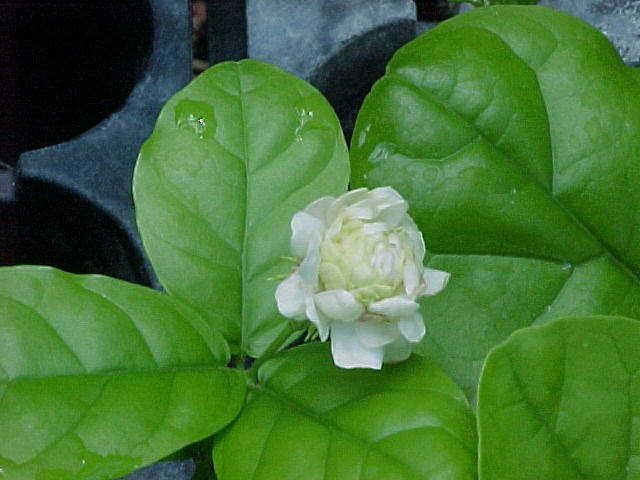 beautiful white rose flowers. white rose-shaped flowers