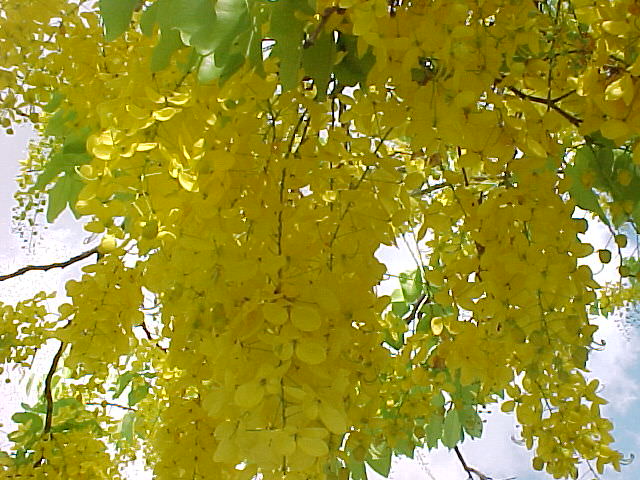 cassia species