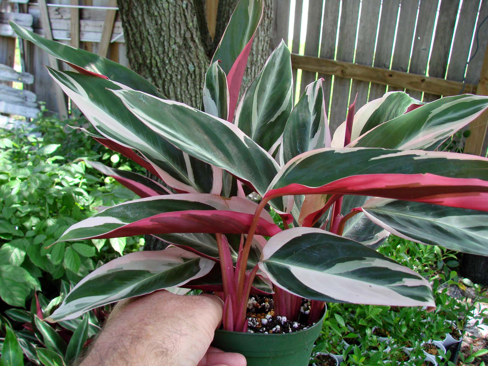 Tri color ginger plant
