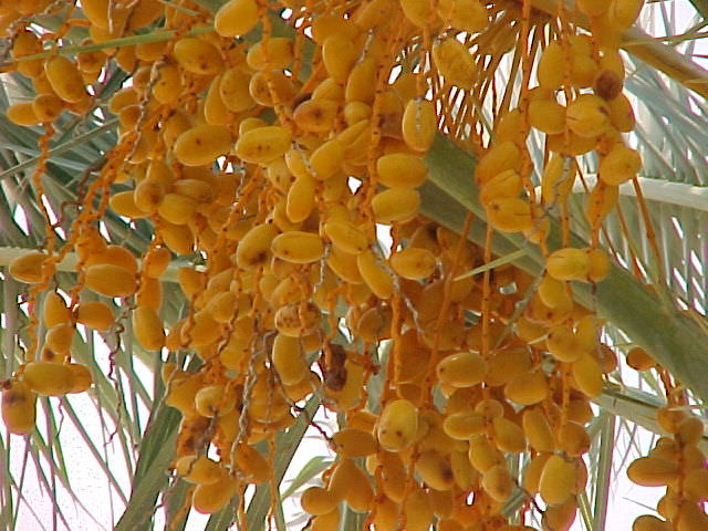 date palm fruit. the true date palm because