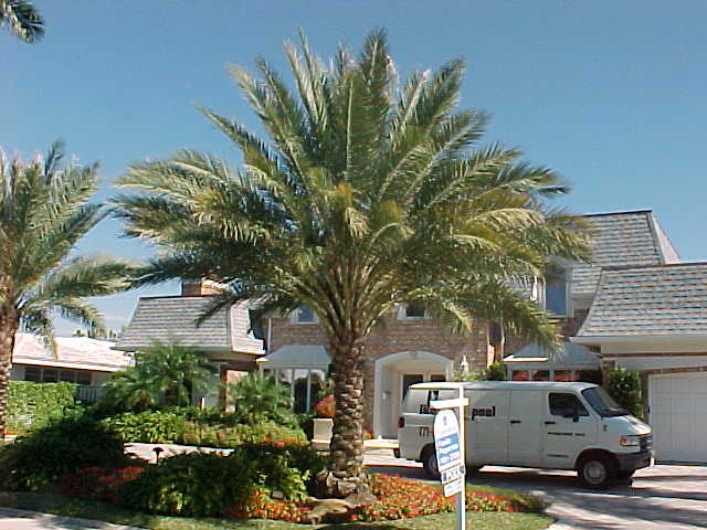 date palm. True Date Palm is actually an