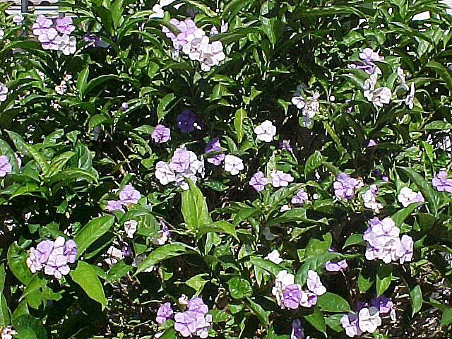 pauciflora03.jpg