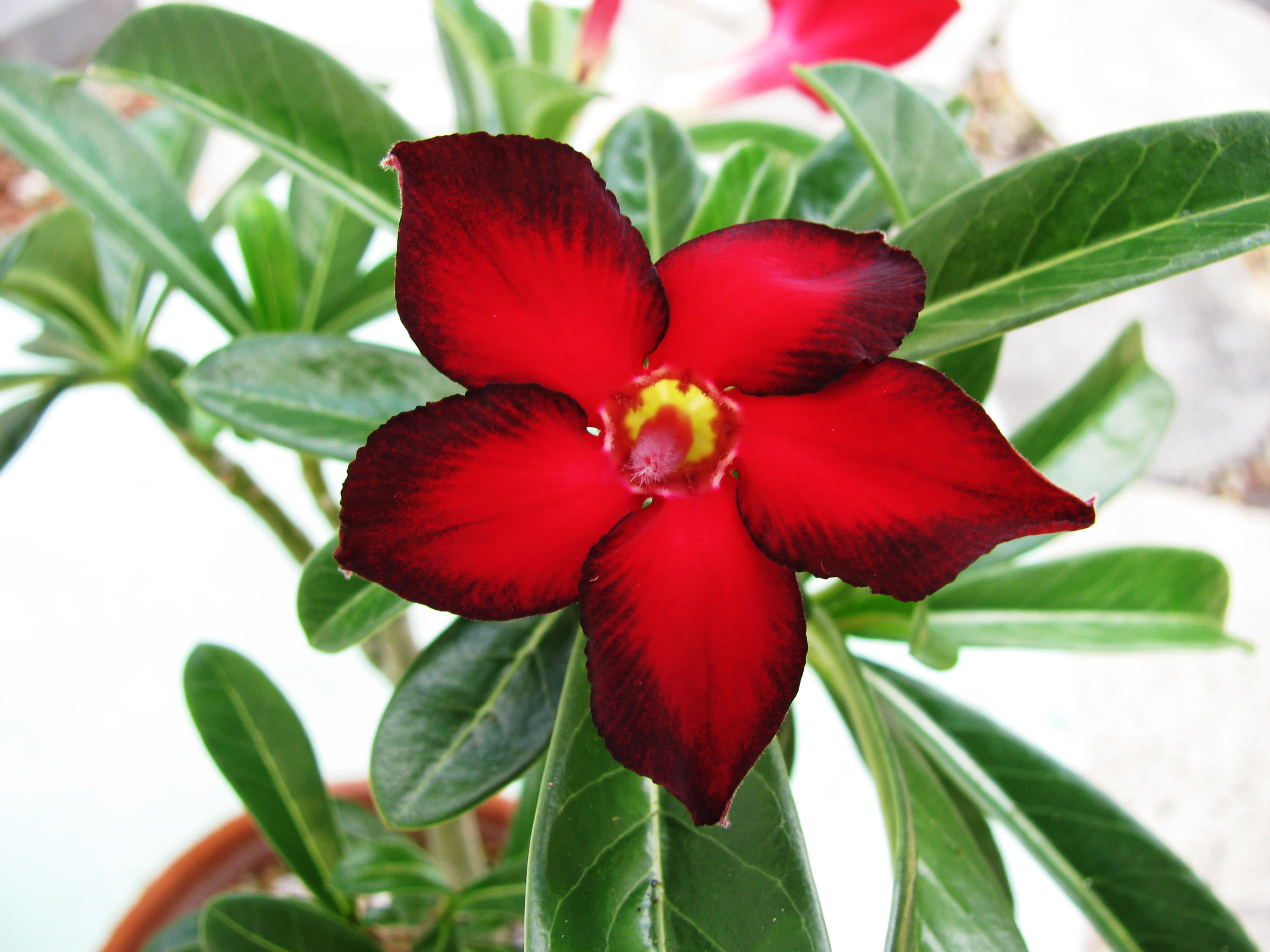Redhite (Single petal red Adenium Bonsai Desert Rose Plant) - Harvyora