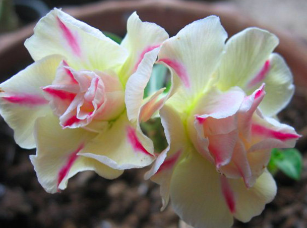 Redhite (Single petal red Adenium Bonsai Desert Rose Plant) - Harvyora