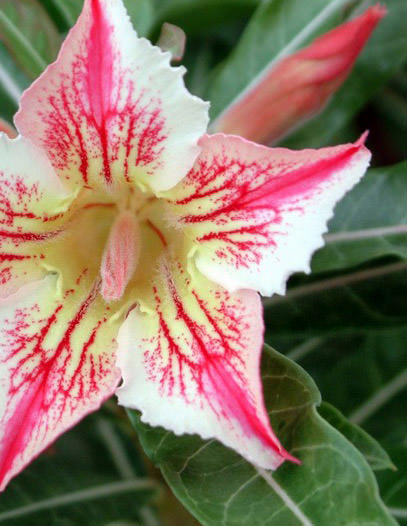 Desert Rose 本体 Adenium sp. 'double flower ' (Double Flower Desert Rose