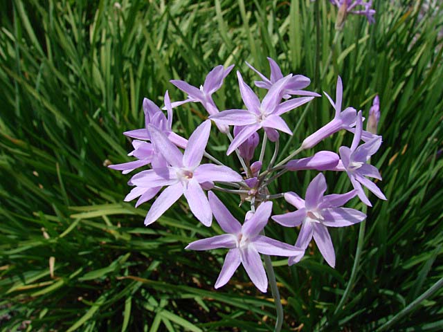 society garlic tulbaghia violacea society garlic tulbaghia violacea