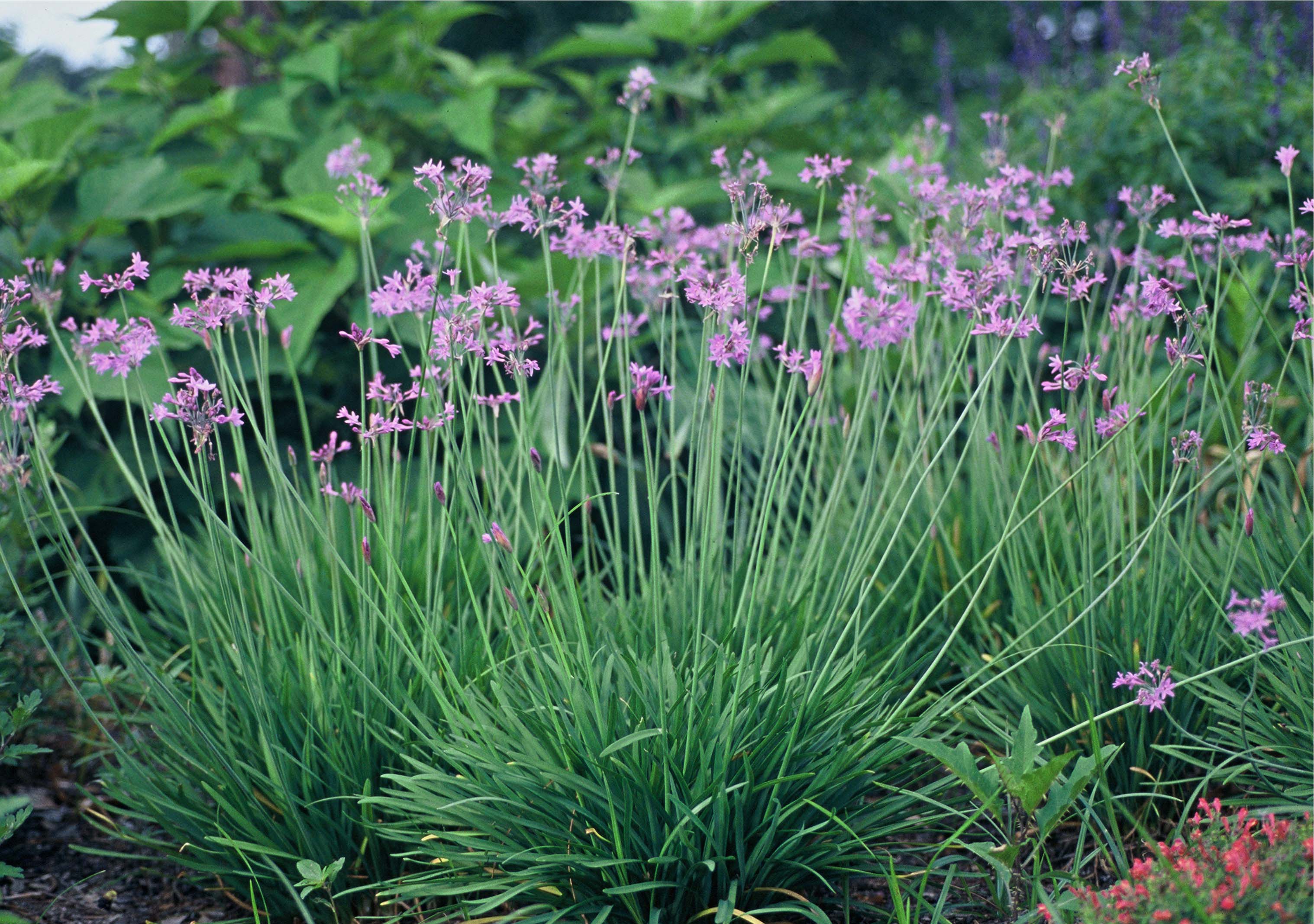 Society Garlic, Tulbaghia violacea