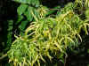 ylangylang01.jpg (110011 bytes)